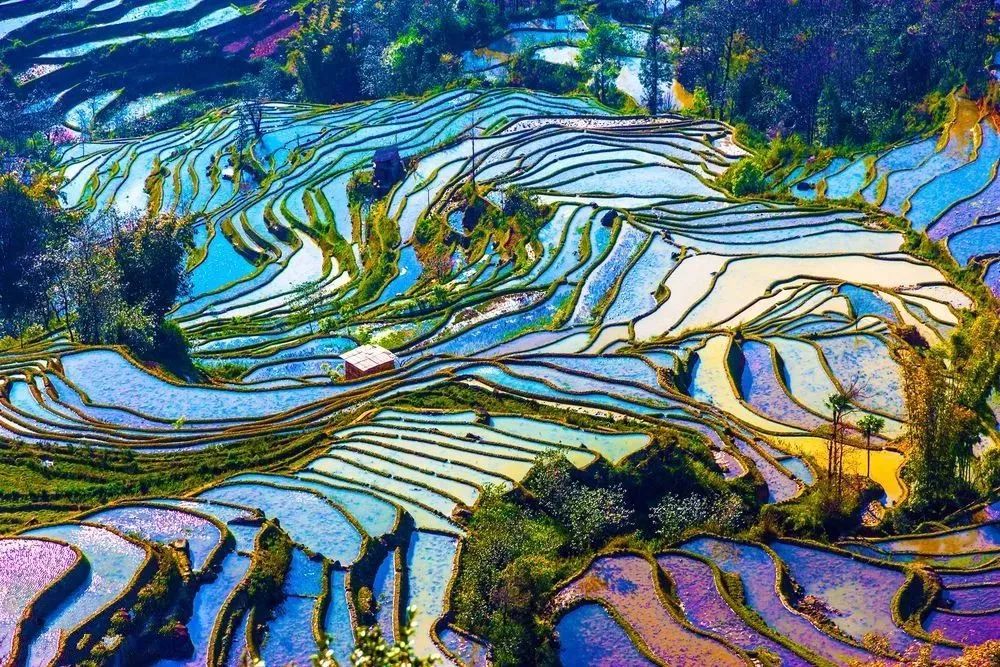 撒玛坝梯田 陈永贵 摄 