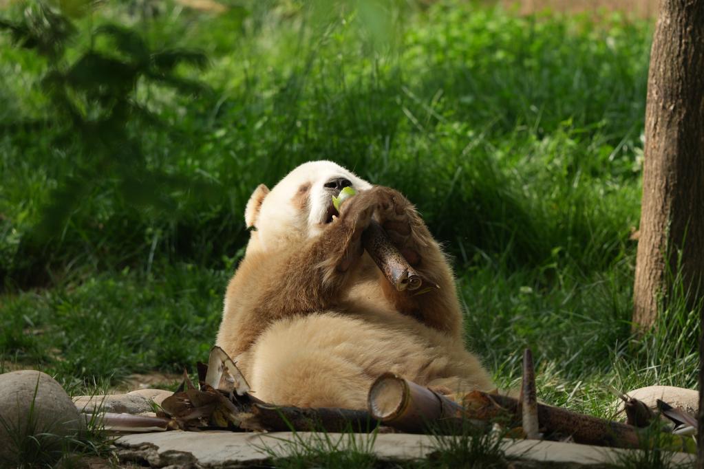 大熊猫“七仔”正在吃竹笋。（新华社发）