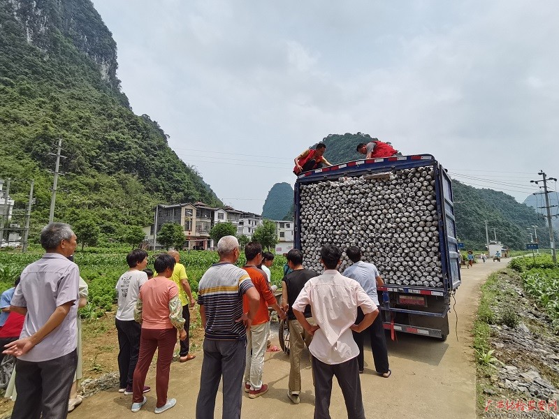 毛木耳菌棒运送到基地,干部群众准备搬运。(陈光科/摄)