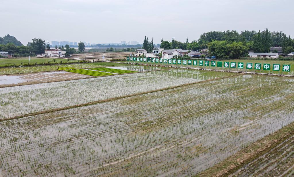　　这是5月11日在四川省青神县高台镇百家池村拍摄的已完成插秧的稻田。新华社记者 王曦 摄