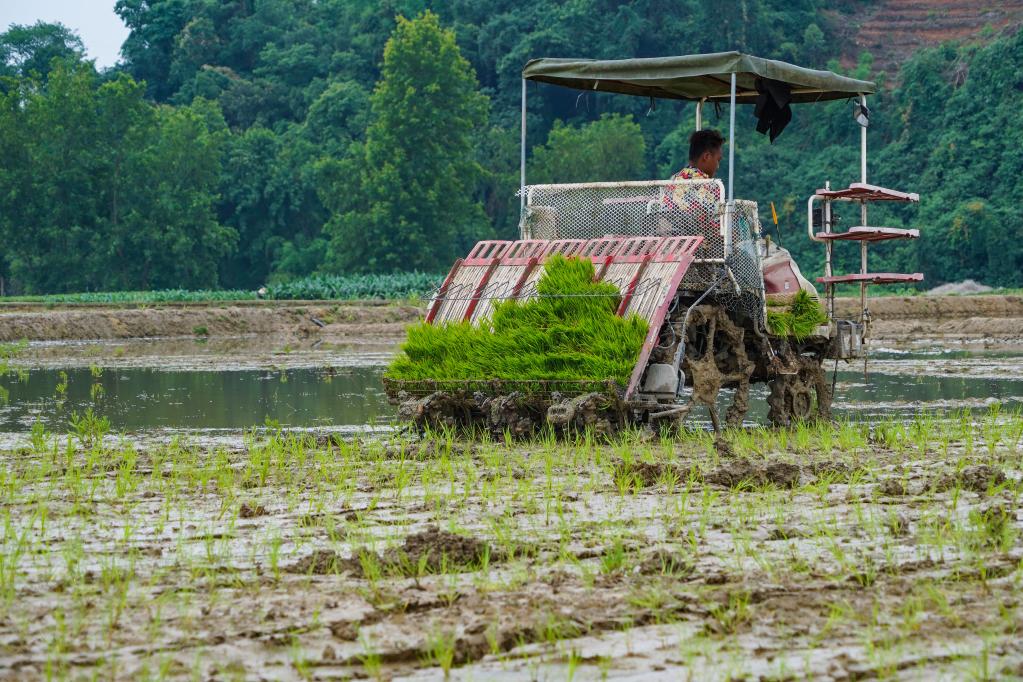 　　5月11日，在四川省青神县青竹街道光辉村，一台插秧机正在田间工作。新华社记者 王曦 摄