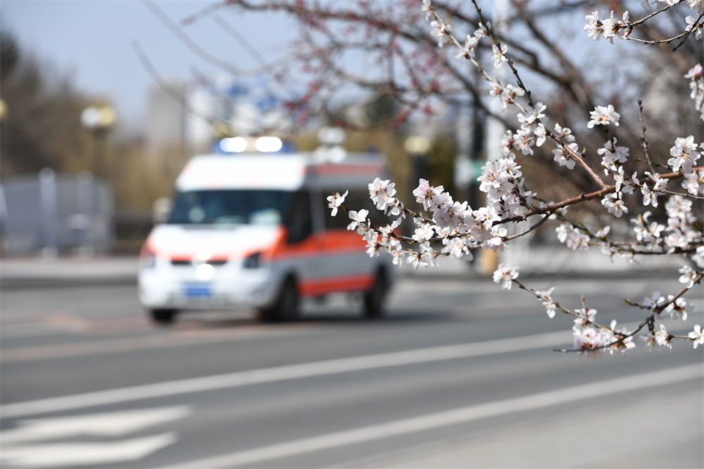 4月14日，一辆救护车在吉林市松江东路上驶过，路边桃花已经盛开。新华社记者 张楠 摄