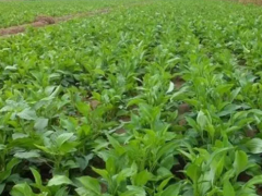 2022，种植药材还赚钱吗？