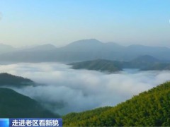 【走进老区看新貌】茂竹青翠群山绿 生态画卷日日新