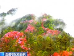 【走进老区看新貌】千里苍翠披织锦 漫山开遍映山红