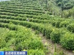 【走进老区看新貌】践行“两山”理论 茶产业助推老区振兴