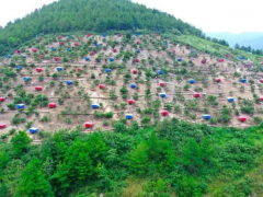 贵州绿壳鸡蛋借抖音电商“出山”  热销全国助村民增收