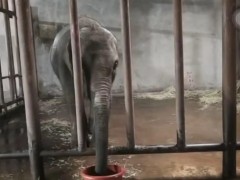 亚洲象“莫莉”已送往昆明动物园，此前曾被曝参与动物表演