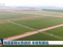 我国夏粮长势良好 丰收有基础