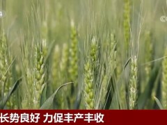夏粮长势良好 力促丰产丰收