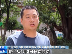 长臂猿科考：新平片区西黑冠长臂猿种群数量增长