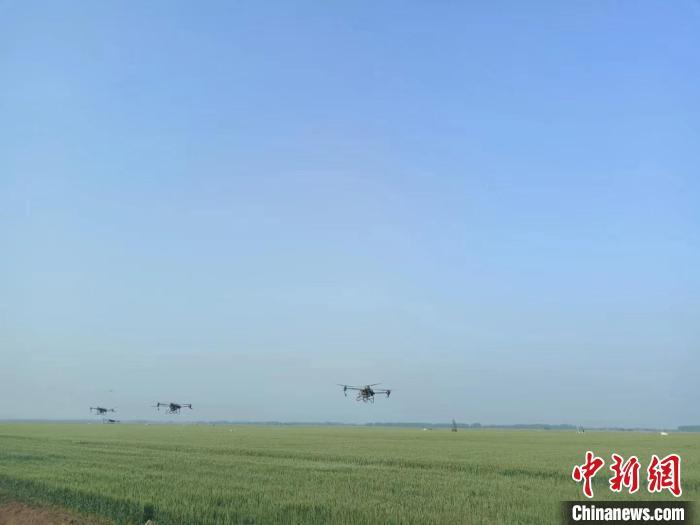 无人机在麦田上空作业。（图文无关）　国喜 摄 