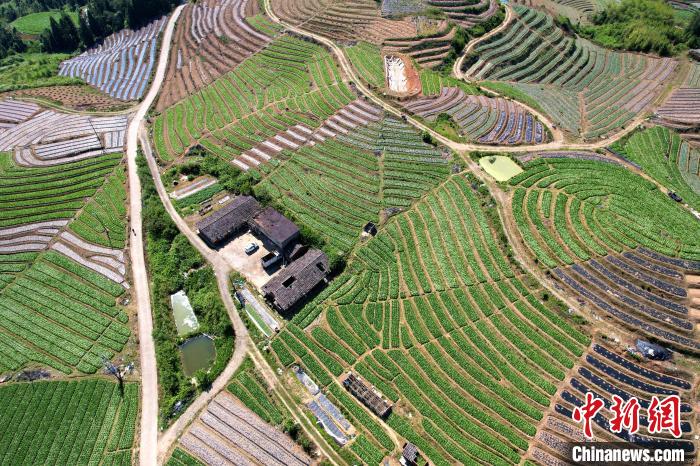 大湖乡雪峰蔬菜基地的蔬菜主要种植在梯田中,空中俯瞰,宛如大地指纹。 王东明 摄
