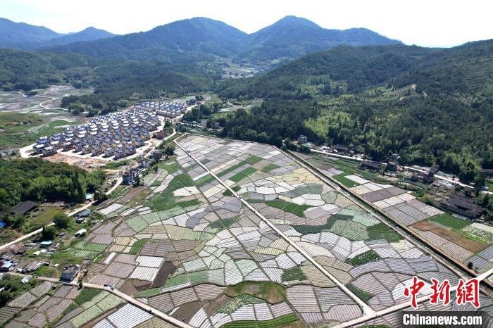 大湖乡新塘村蔬菜基地总面积达2000余亩,基地年产量约21600吨,产值约2600万元人民币。 王东明 摄