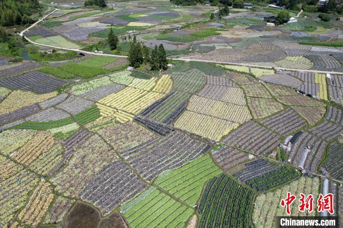 大湖乡新塘村蔬菜基地总面积达2000余亩,基地年产量约21600吨,产值约2600万元人民币。 王东明 摄