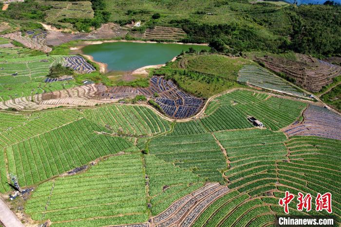 大湖乡雪峰蔬菜基地年产量约32250吨,产值约3894万元人民币。 王东明 摄