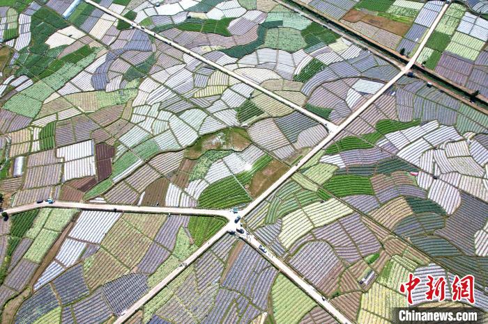 俯瞰大湖乡新塘村蔬菜种植基地,宛如大地调色板。 王东明 摄