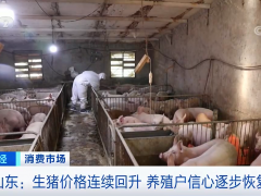 山东：生猪价格连续回升 养殖户信心逐步恢复