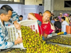 火山荔枝熟 远销国内外