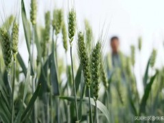 中国奶协：已停止收储口粮小麦作青贮饲料