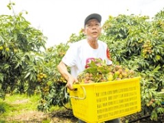 海口火山荔枝线上线下销售火爆