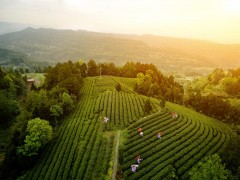广元旺苍：科技赋能 小茶叶成为乡村振兴的大产业