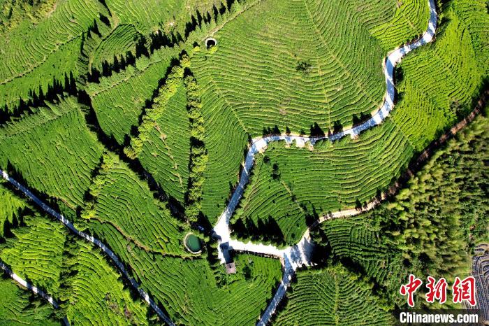 俯瞰闽侯县大湖乡高山茶园。 王东明 摄