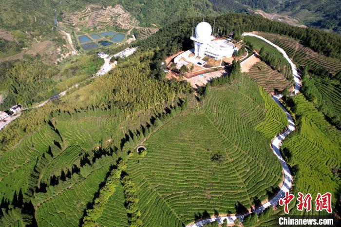 俯瞰闽侯县大湖乡高山茶园。 王东明 摄