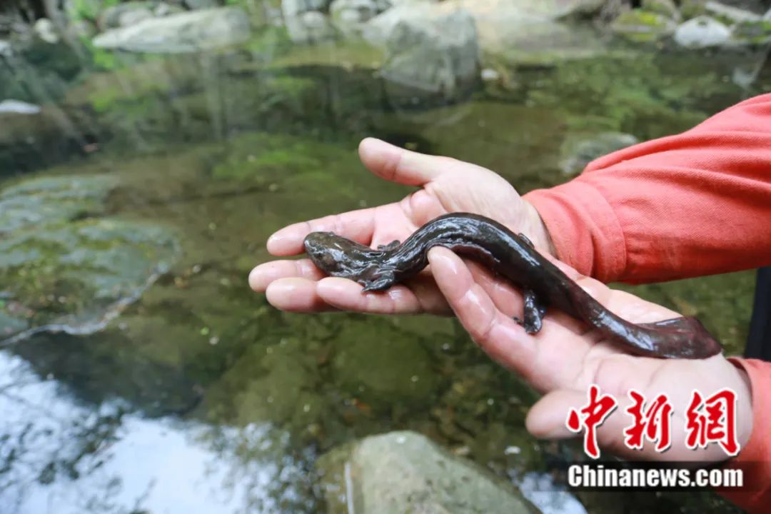 2019年4月,566尾大鲵放流河南伏牛山国家级自然保护区龙峪湾。中新社发 杨正华 摄