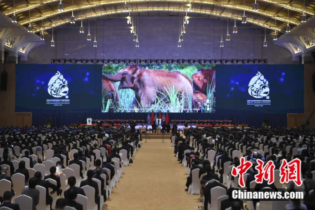 2021年10月11日,《生物多样性公约》第十五次缔约方大会在云南昆明开幕。中新社记者 刘冉阳 摄