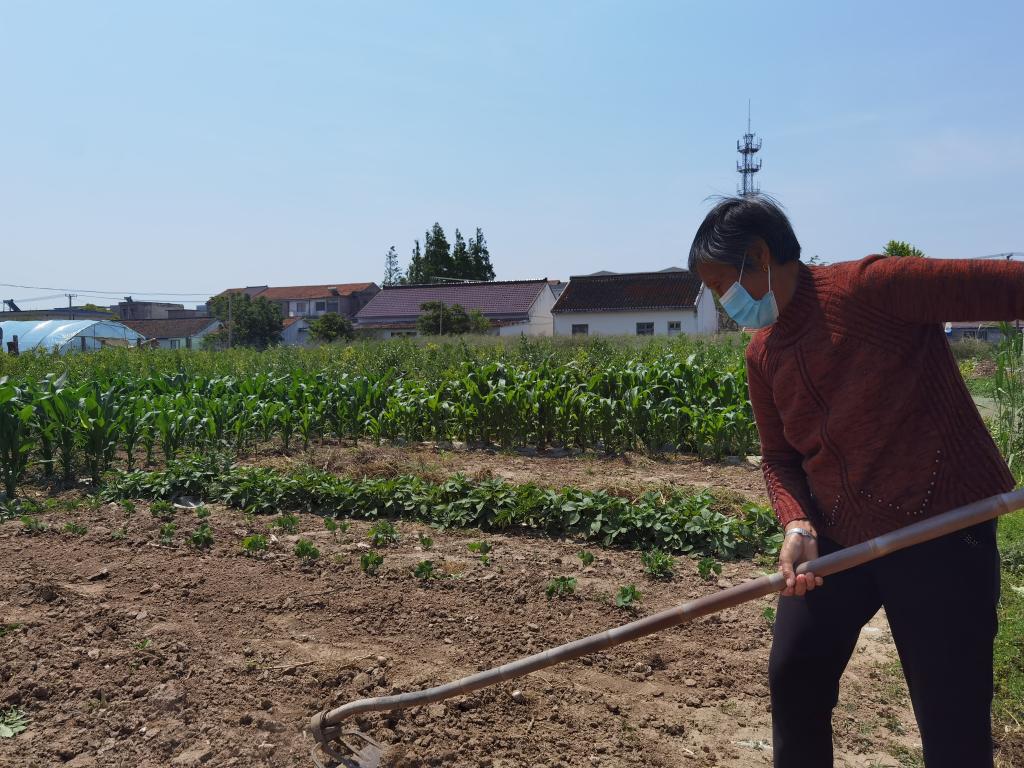 5月18日,陈玉兰在打理自家菜地。新华社记者朱旭东摄
