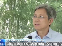 小满小满 麦粒渐满！我国夏粮丰收在望