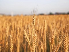 定了！今年夏粮最低收购价全面提高，小麦每50公斤涨2元
