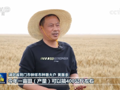 我国夏粮丰收在望 收购准备就绪