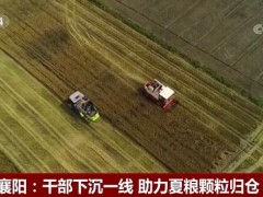 湖北襄阳：干部下沉一线 助力夏粮颗粒归仓