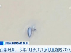 “水中大熊猫”长江江豚数量已增加至700余头