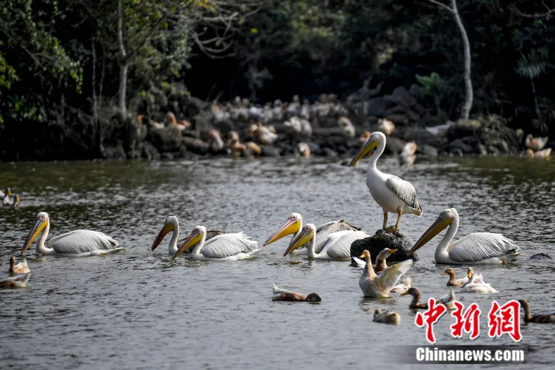 海口市羊山湿地，白鹈鹕在水塘水面上游弋捕食。2018年，海口荣获全球首批国际湿地城市称号。中新社记者 骆云飞 摄