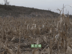 新华全媒+｜旱塬变“绿洲” 蔬菜有话说