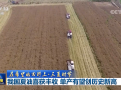 【在希望的田野上·三夏时节】我国夏油喜获丰收 单产有望创历史新高