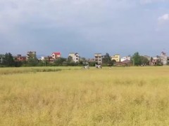 在希望的田野上 | 各地强服务抢农时 收油菜种水稻