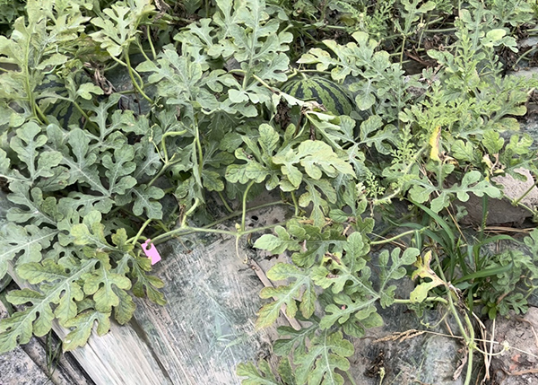 不同时间播种、采摘的西瓜被用不同颜色的标签标记。&nbsp;本文图均为&nbsp;朱奕奕 邹佳雯 图