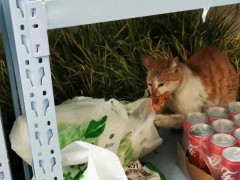 上海宝山一网红流浪猫被虐杀？警方：正在调查