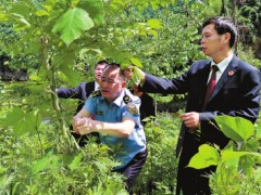 湖北竹溪：对两起毁坏林木案件补植复绿情况开展“回头看”