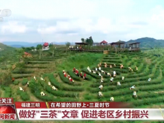 绿叶变金叶！福建三明做好“三茶”文章 促进老区乡村振兴