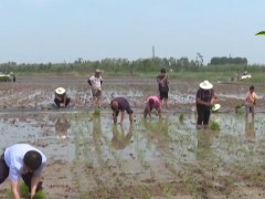 三夏时节 | “巨型稻”在京津冀地区首次试种 立体养殖更丰富