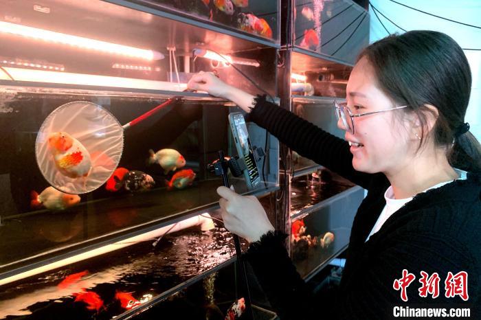 闽侯县荆溪镇关中村电商直播基地里，工作人员直播销售金鱼。　王东明 摄