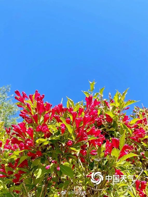 △5月25日,北京北风劲吹,天空再现“冷涡蓝”。