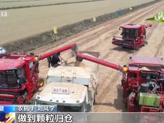 在希望的田野上·三夏时节：主产区小麦机收稳步推进
