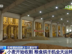 浙江海宁小麦开始收割 粮食烘干机全天运转