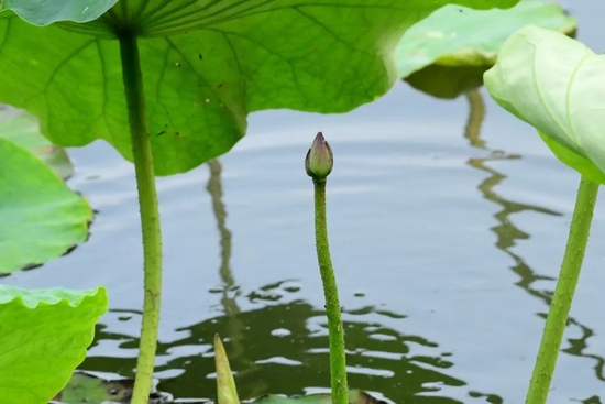5月25日，杭州刚入夏，西湖北山路荷区、后孤山的荷区便出现了第一批荷花宝宝。浙江日报拍友 里尔摄